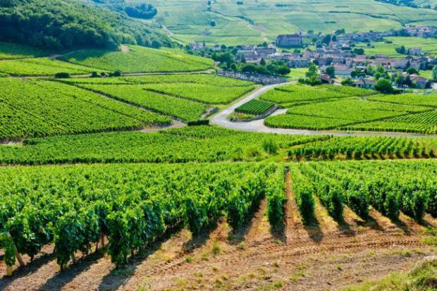 Los-mejores-vinos-de-Borgona-Romanee-Conti-3